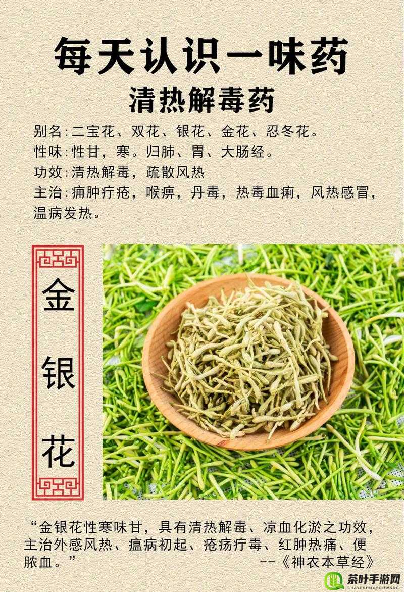 银色器物 TXL 金银花：珍稀之花，别样魅力